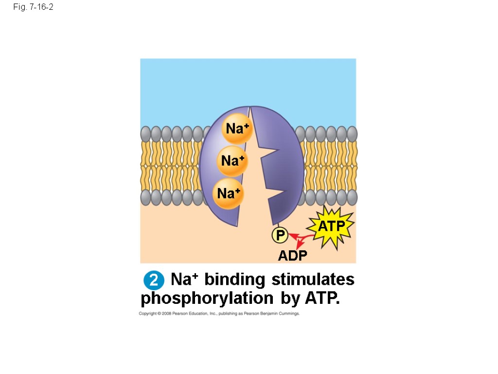 Na+ binding stimulates phosphorylation by ATP. Fig. 7-16-2 Na+ Na+ Na+ ATP P ADP